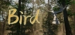 Русификатор на игру Bird